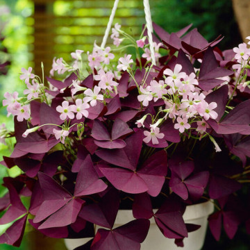 Trifoi ornamental (Oxalis Triangularis), planta perena