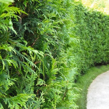 Tuia brabant (Thuja occ. Brabant) 40-50 cm, planta gard viu, vesnic verde - Img 3