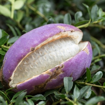 Vita de ciocolata (Akebia quinata), planta cataratoare, flori mov - Img 4