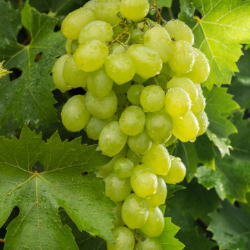 Vita de vie alba de masa (Vitis Iza Zaliwska), planta fructifera, planta melifera - Img 2