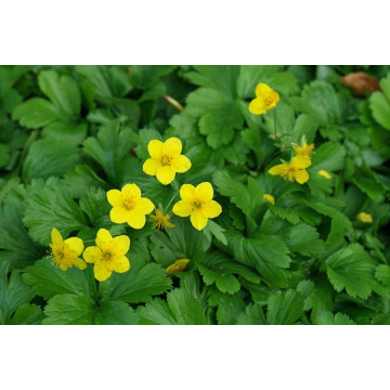 Waldsteinia ternata, planta acoperitoare de sol