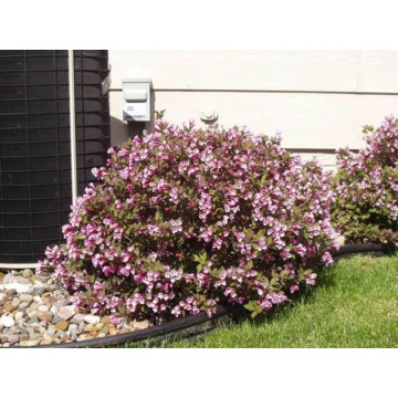 Weigela purpurie (Weigela florida Nana Purpurea), planta perena, flori roz