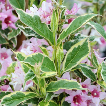 Weigela variegata (Weigela florida Nana Variegata), planta ornamentala, flori roz - Img 3