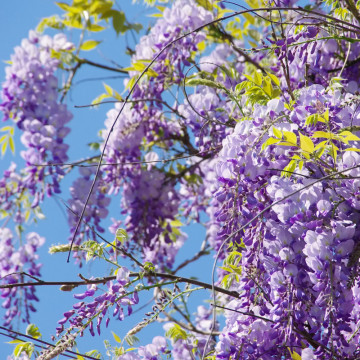 Wisteria, glicina (Wisteria sinensis), planta gard viu, planta cataratoare, gradina japoneza - Img 3