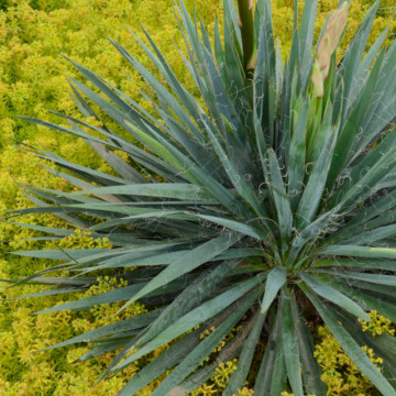 Yucca (Yucca filamentosa), vesnic verde, planta perena - Img 2