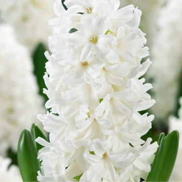 Zambile albe (Hyacinthus White pearl), bulbi zambile, flori alb