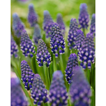Zambile de struguri (Muscari night eyes) - Img 3