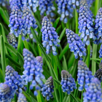 Zambile moțate (Muscari Armeniacum), bulbi zambile, flori albastru - Img 2