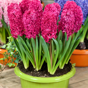 Zambile roșii (Hyacinthus Jan Bos), bulbi zambile, flori rosu - Img 2