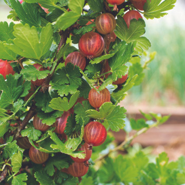 Agris rosu (Ribes uva-crispa Hinnonmaki Rod), planta gard viu, arbust fructifer