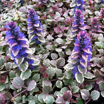 Ajuga (Ajuga reptans Burgundy Glow) ghiveci P9 - Img 3