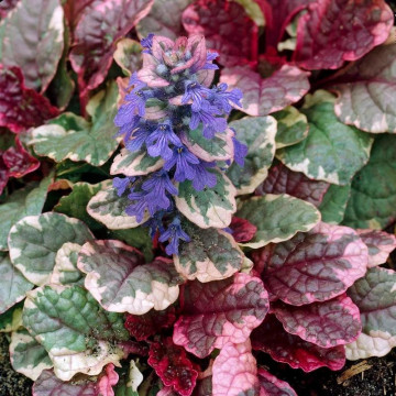 Ajuga (Ajuga reptans Burgundy Glow) - Img 2
