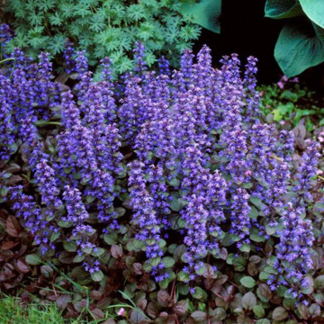 Ajuga reptans Chocolate chips ghiveci 2 l, vesnic verde, planta acoperitoare de sol, flori mov