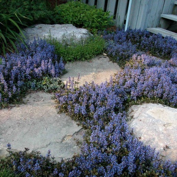 Ajuga reptans Chocolate chips, vesnic verde, planta acoperitoare de sol, flori mov