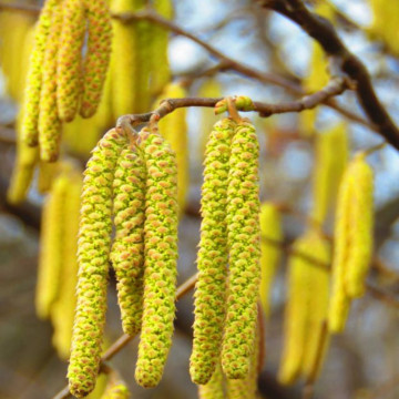 Alun (Corylus avellana), planta gard viu, arbust fructifer - Img 3
