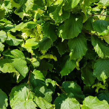 Alun turcesc (Corylus colurna) 130-160 cm, planta fructifera - Img 2