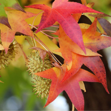 Arborele crocodil (Liquidambar styraciflua), arbore ornamental - Img 1