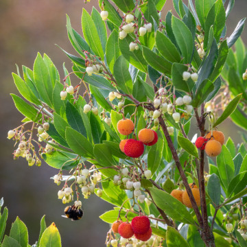 Arborele de capsuni (Arbutus unedo Compacta), arbust fructifer - Img 2