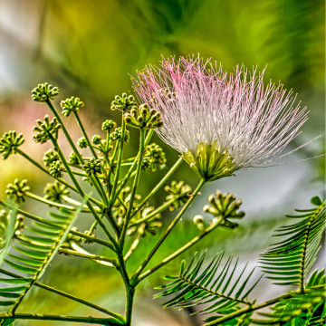 Arborele de matase (Albizia julibrissin) 80-120 cm - Img 2