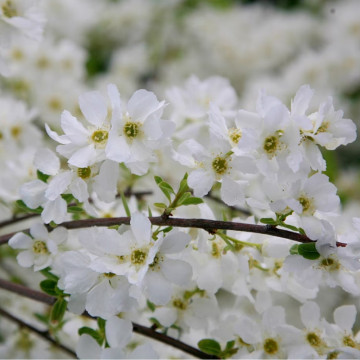 Arbustul de perle (Exochorda The Bride), planta ornamentala