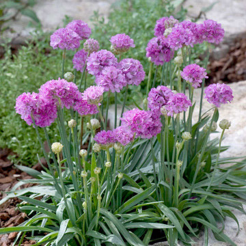 Armeria (Armeria balerina Purple)