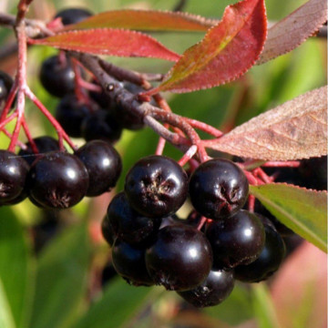 Aronia nero (Aronia prunifolia Nero), planta gard viu, arbust fructifer