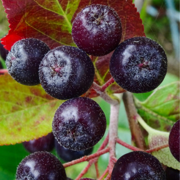 Aronia viking (Aronia prunifolia viking), planta gard viu, arbust fructifer, planta medicinala - Img 2