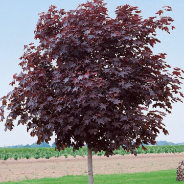 Artar altoit rosu (Acer platanoides royal red), arbore ornamental, frunzis rosu - Img 1