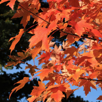 Artar Freeman (Acer freemanii Autumn blaze), planta ornamentala, gradina japoneza - Img 3