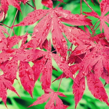 Artar japonez rosu (Acer palmatum atropurpureum), arbust ornamental, gradina japoneza, frunzis rosu - Img 3