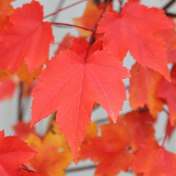 Artar rosu (Acer rubrum October Glory), arbore ornamental, frunzis verde-rosu - Img 1