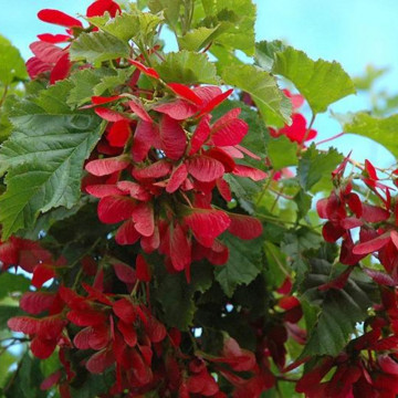 Artar tatarasc Ginnala (Acer tataricum Ginnala), planta gard viu, arbust ornamental, planta melifera - Img 2