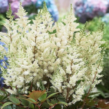 Astilbe (Astilbe arendsii Astary White), planta perena, flori alb - Img 2