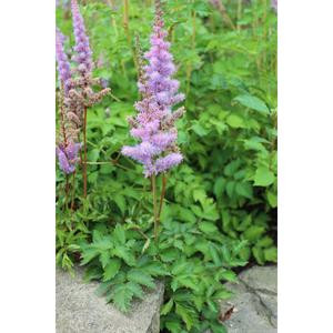 Astilbe pitic (Astilbe pumila), planta perena, flori alb - Img 2