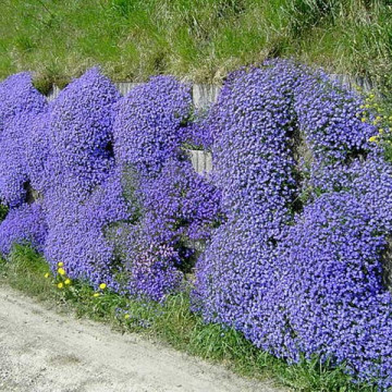 Aubertia (Aubrieta deltoidea Cascade Blue), vesnic verde, planta perena, flori mov