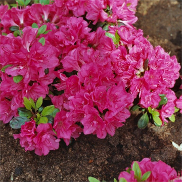Azalee (Rhododendron Canzonetta), vesnic verde, planta cu flori, flori roz