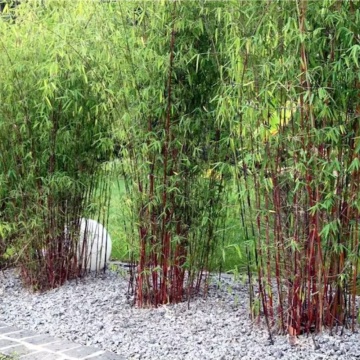 Bambus (Fargesia Asian Wonder), vesnic verde, planta perena