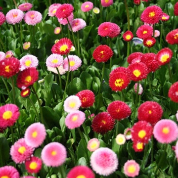 Banutei mix (Bellis pomponete), planta perena, flori roz - Img 2
