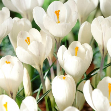 Brândușe albe (Crocus Jeanne D'Arc), bulbi crocus, flori alb