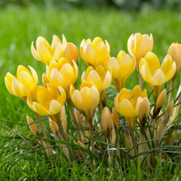 Brândușe galbene (Crocus Romance), bulbi crocus, flori galbene - Img 2