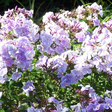 Brumarele (Phlox Franz Schubert) - Img 2