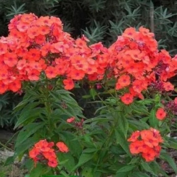 Brumarele (Phlox Orange perfection), planta perena, planta parfumata, flori portocaliu - Img 2