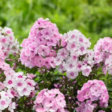Brumarele (Phlox 'Picasso'), planta perena, planta parfumata, flori roz