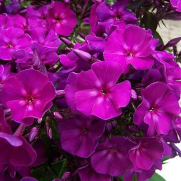 Brumarele (Phlox 'Roberta'), planta perena, planta parfumata, flori mov
