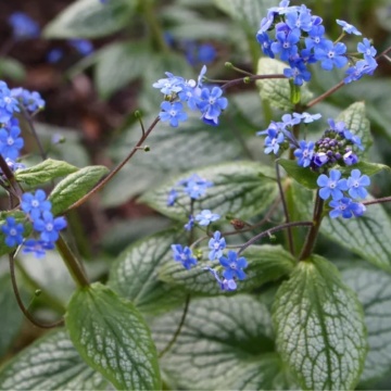 Brunera (Brunnera macrophylla mega heart) - Img 2