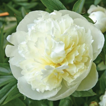 Bujor alb (Paeonia 'Duchesse de Nemours'), arbust ornamental, planta parfumata, flori alb - Img 3