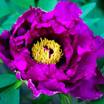 Bujor arbustiv (Paeonia suffuricosa purple), arbust ornamental, planta parfumata, flori mov - Img 2