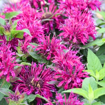 Busuioc turcesc (Monarda balmy Purple red) ghiveci 2 l, planta perena, planta aromatica, planta medicinala - Img 2