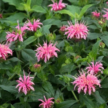Busuioc turcesc (Monarda didyma Balmy Pink), planta perena, planta aromatica, planta medicinala