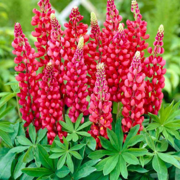 Cafelute rosii (Lupinus p. Legendary red shades), conifer ornamental, planta melifera, flori rosu